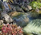Quintal ganha lago artificial com direito a rochas, carpas e plantas